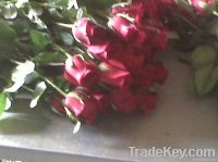 Fresh Cut Flower