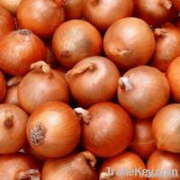 Fresh Onions
