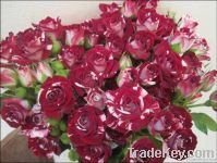 Fresh cut Flowers