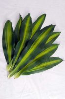 Cut Foliage, Live Rooted Plants