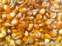 yellow corn