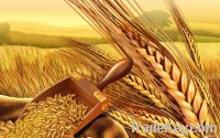 wheat