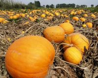 Edible High Quality Pumpkin Seed