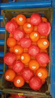 Premium Quality First-Grade Egyptian Oranges