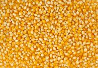 Chickpeas, ​Kidney Beans, Lentils, Yellow corn, White Corn, Pop Corn, Barley Grain, Wheat Grain
