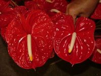 Anthurium Flowers