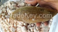 Baobab [dead-rat Tree] Adansonia Digitate