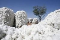 Raw Cotton Importers,raw Cotton Buyers