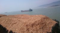 ACACIA WOOD CHIPS PULP GRADE  FROM VIET NAM 