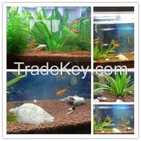 Eco-friendly Patented Product Aquatic Plant