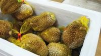 FRESH/FROZEN DURIAN