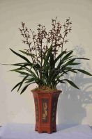 Orchid Plant (Cymbidium Sinensis) M2