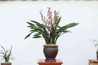 Cymbidium Sinense, Orchid Plant, M4