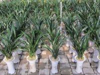 Orchid Plant (Cymbidium Sinensis) M3