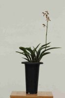 Orchid Plant Cymbidium Sinense M1