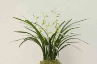 Cymbidium Sinense, Orchid Plant  M5