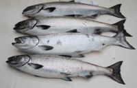 Fresh Frozen Atlantic Salmon 