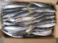 Frozen Pacific Whole  Mackerel