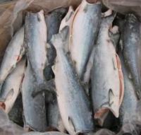  Fresh / Frozen Alaskan Wild Salmon