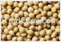 High quality Soybean  