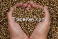 High   quality Hemp Seed 