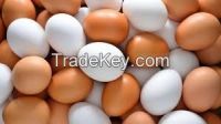 High  quality   WHITE/BROWN SHELL EGG