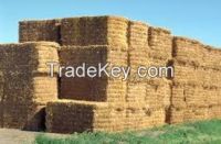 High  quality  alfalfa hay 