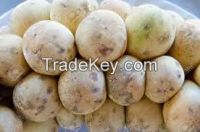 High  quality  FRESH LONGAN