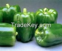 High quality   Fresh Capsicum - Bell Pepper 