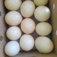  ostrich  eggs  for  sale   