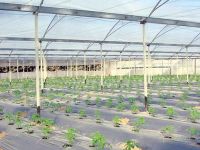 Mulch Film