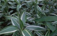 Sandriyana Cut Foliage's  VICTORY