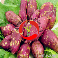 2014 chinese new-products sweet potato