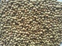 green lentils