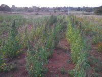 Conventional White Quinoa