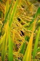 Seeds