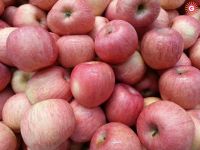 FRESH APPLES
