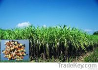 Sugarcane special fertilizer