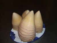 fresh bamboo shoot