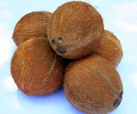 coconut (jumbo)