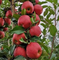 New Fresh Fruits Red FUJI Apples