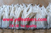 Bleached Black Rooster/Coque/Cock Tail