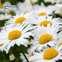 Pyrethrins 50% Botanical Insecticide Extract Natural
