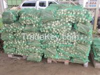 Fresh Gourmet Horseradish Roots 2014 Crops