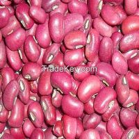 2014 New Crop Red Cowpea Bean