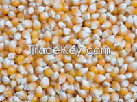 Yellow Corn Maize