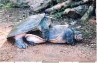 smooth softshell turtle