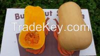 Butternut Squash