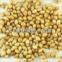  Corriander Seed|Fennel Seed|CHILLI|ANNATTO SEEDS,ONION,seeds