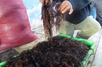 seaweeds Dried chicoria de mar